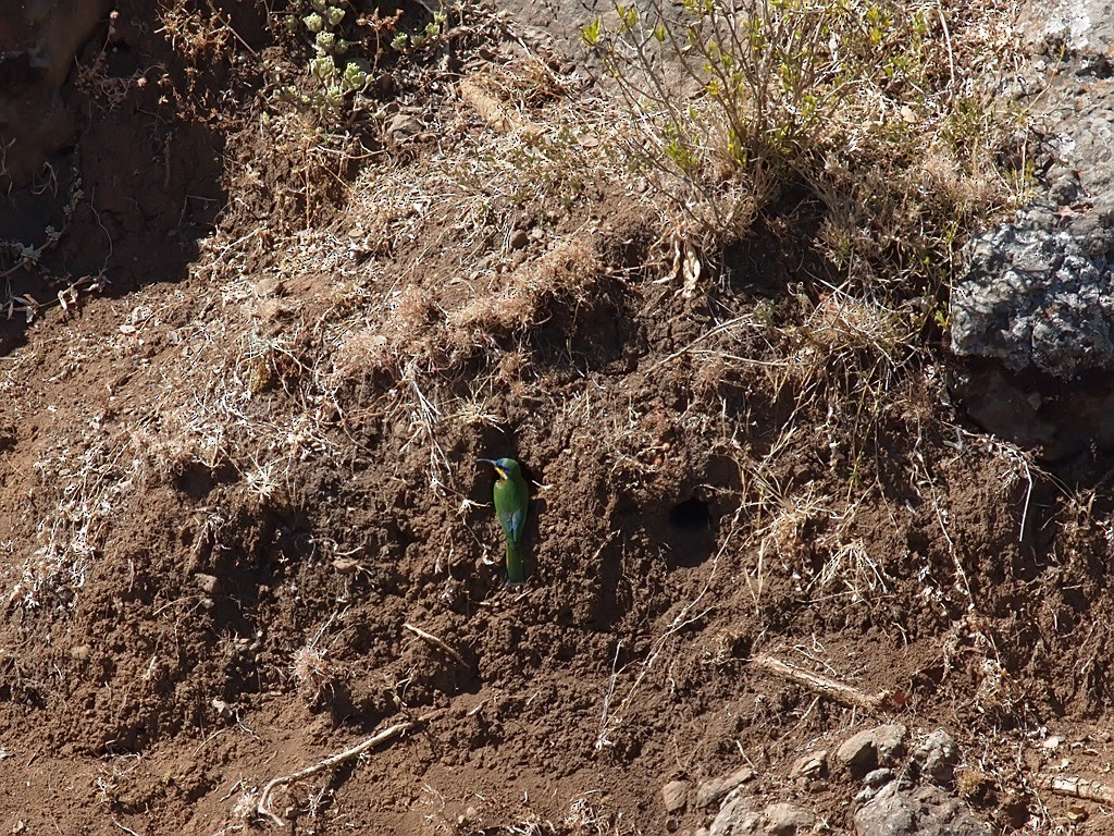 Ethiopian Bee-eater - ML640235892