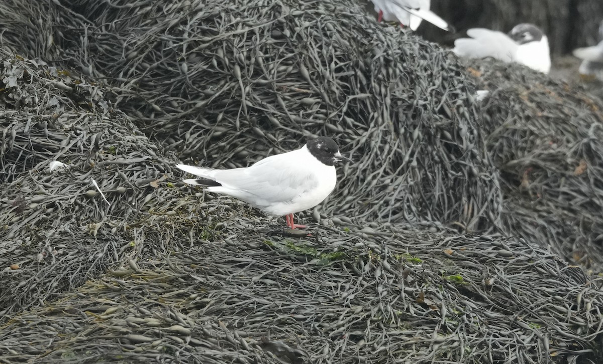 ヒメカモメ - ML640235895