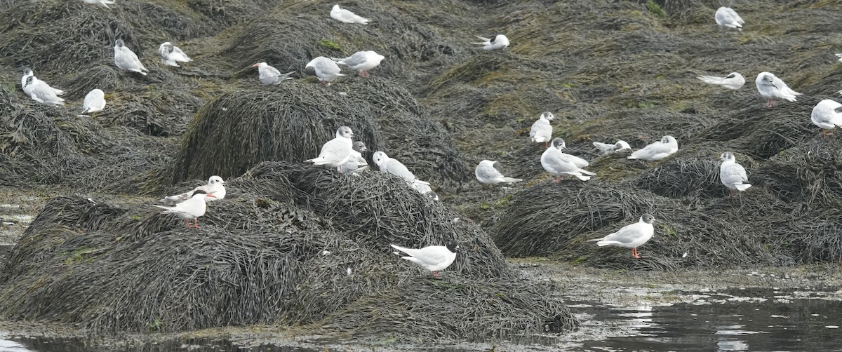 ヒメカモメ - ML640235896