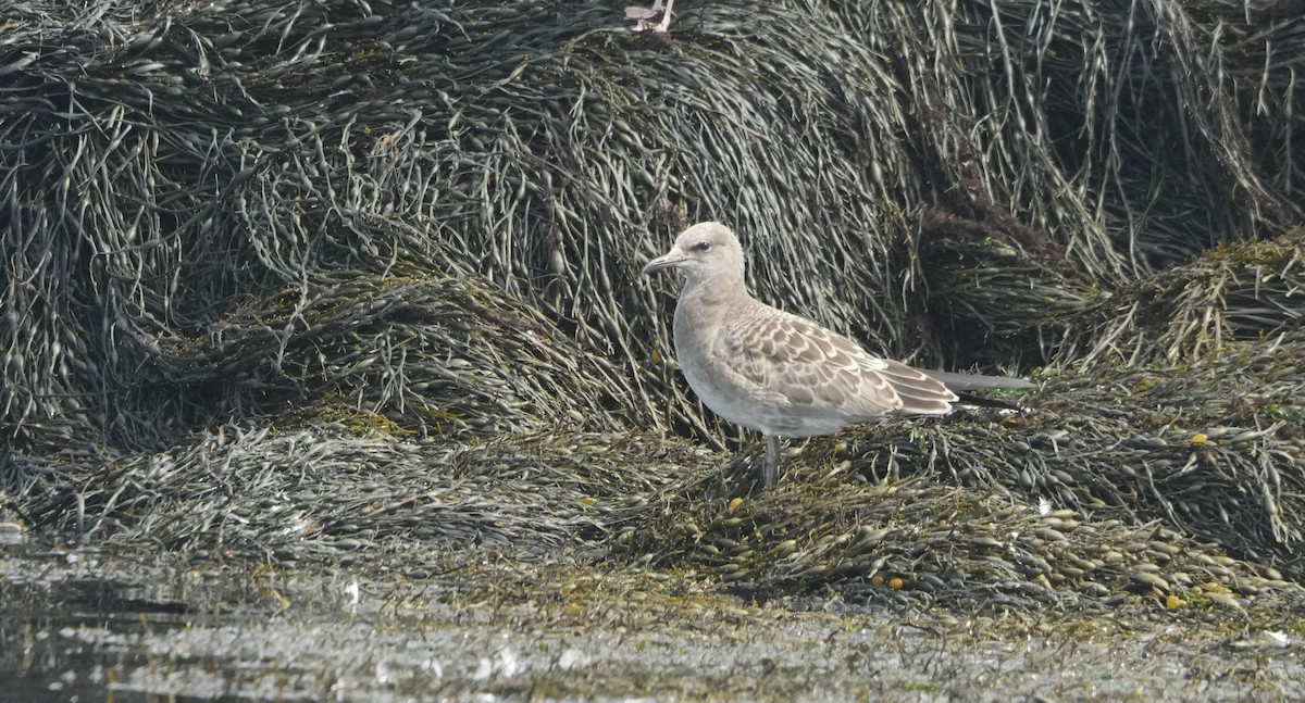 ワライカモメ - ML640235907