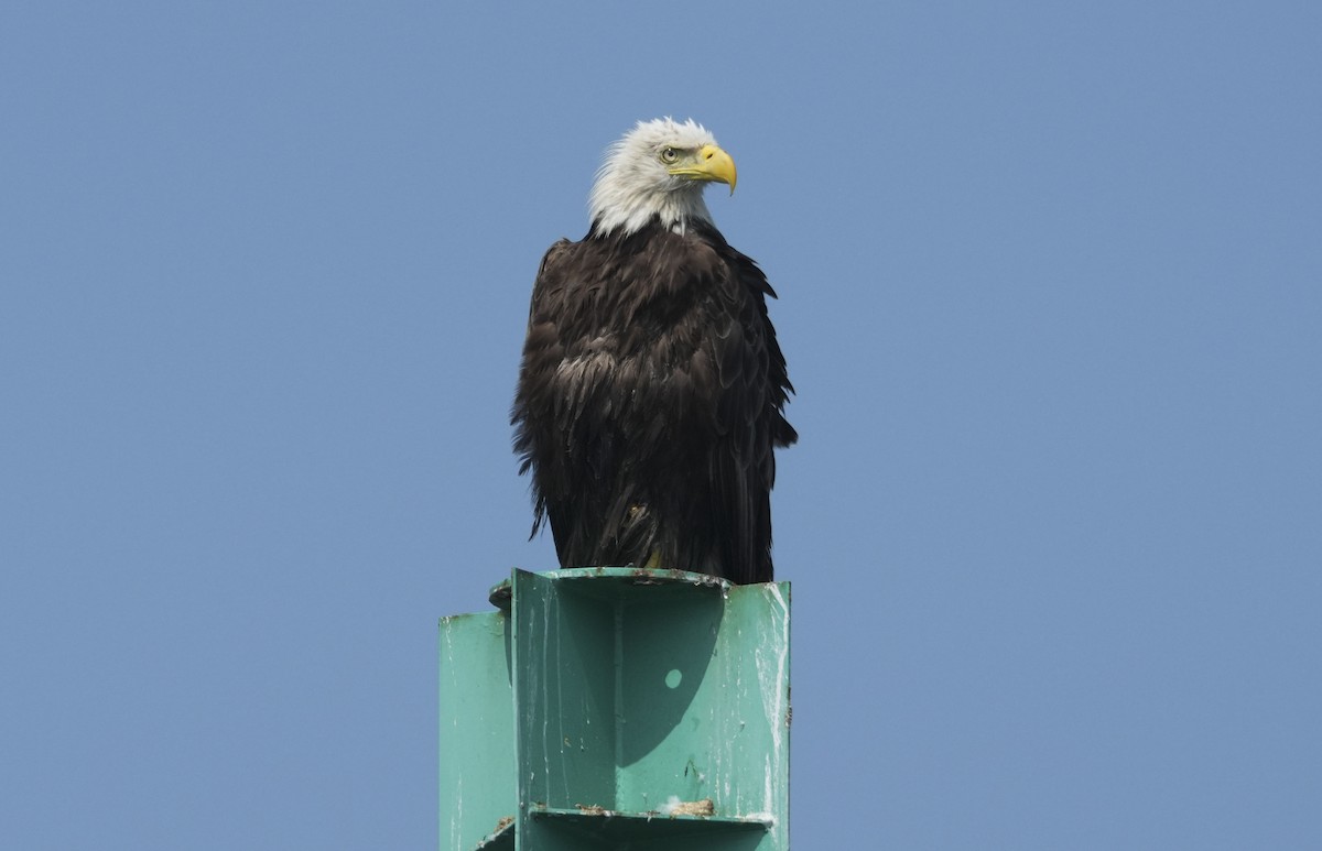 ハクトウワシ - ML640235910