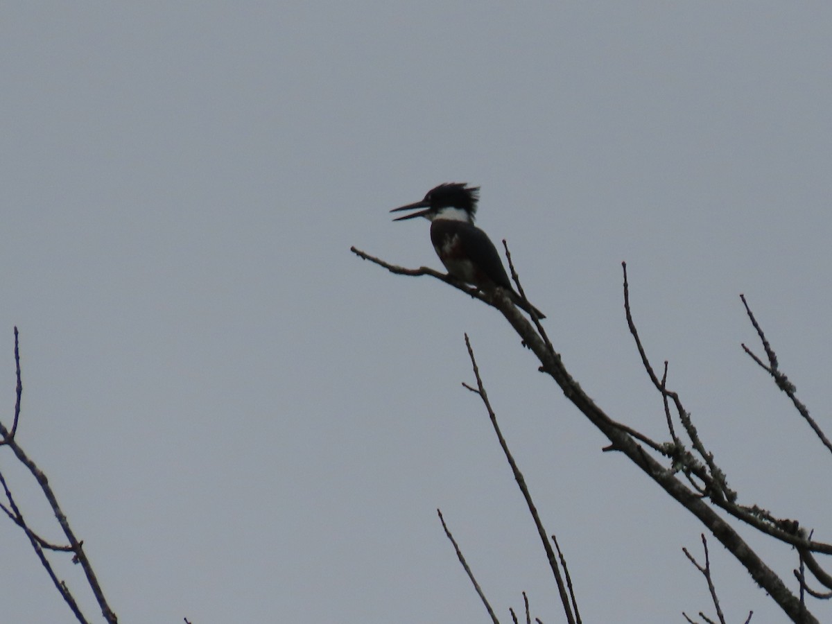 Belted Kingfisher - ML640236037