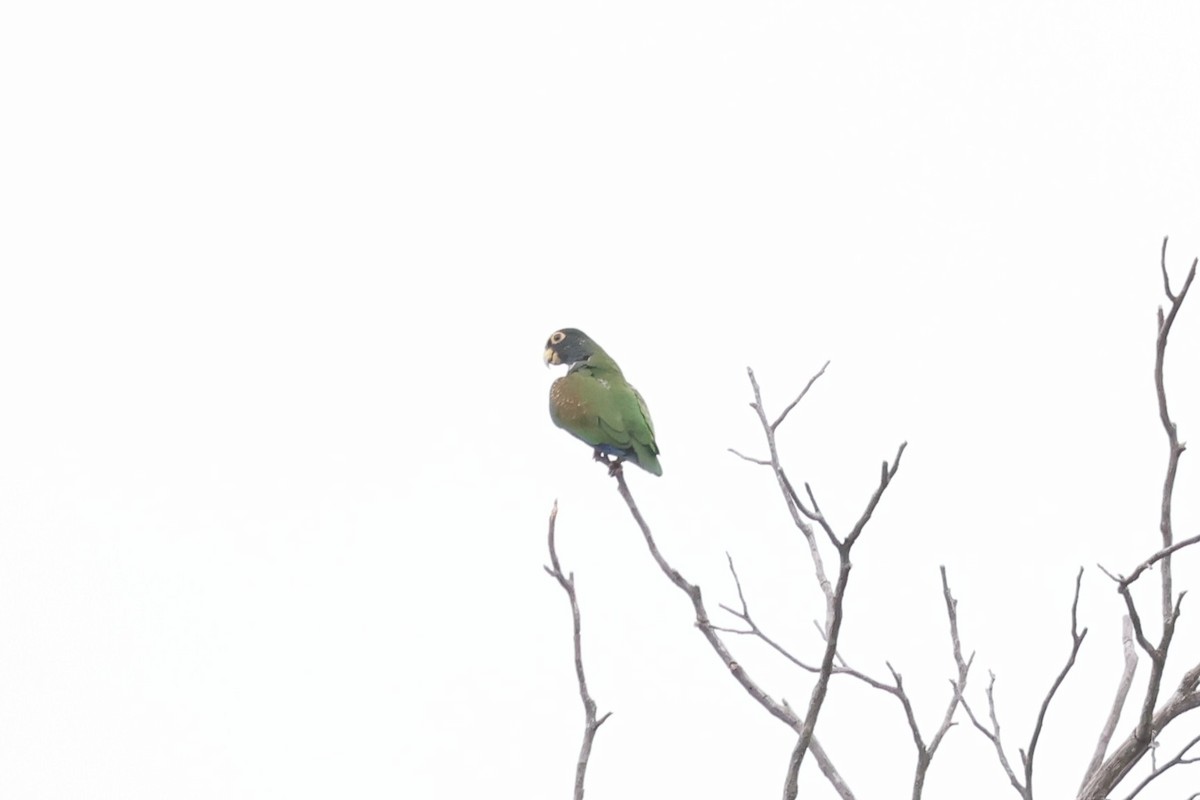 Loro Senil - ML640236058