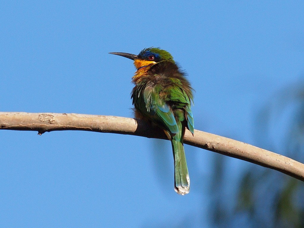 Ethiopian Bee-eater - ML640236194
