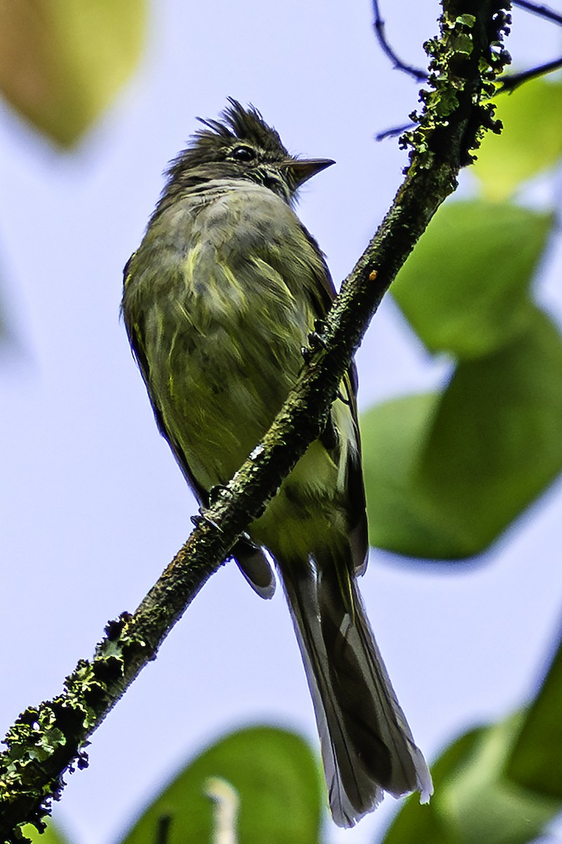 Yellow-bellied Elaenia - ML640236200