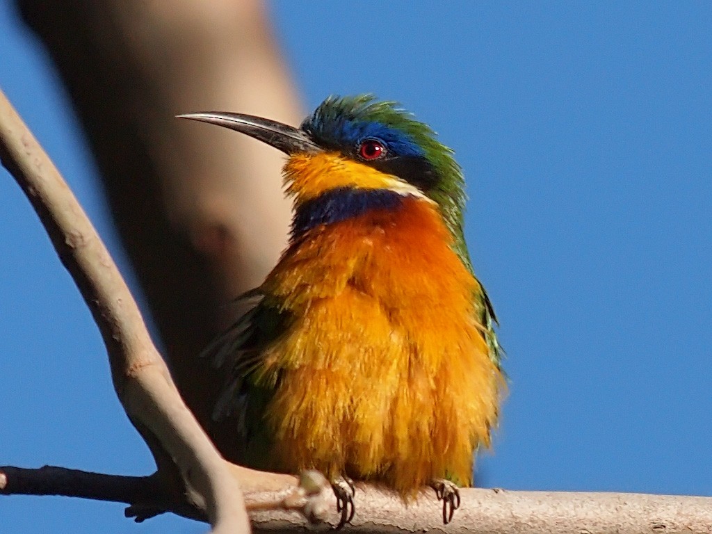 Ethiopian Bee-eater - ML640236204