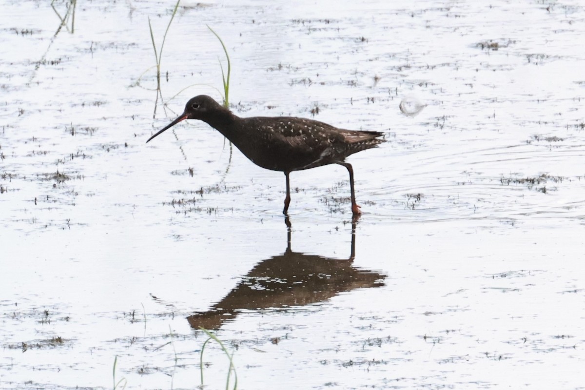 Spotted Redshank - ML640236220