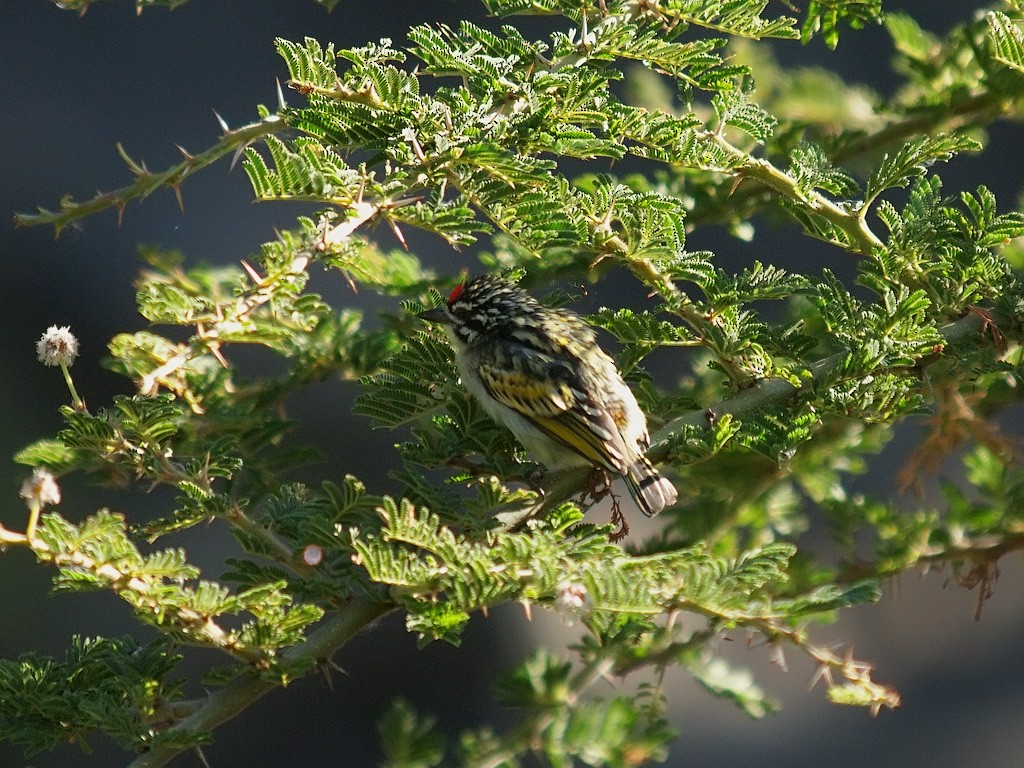 Northern Red-fronted Tinkerbird - ML640236300