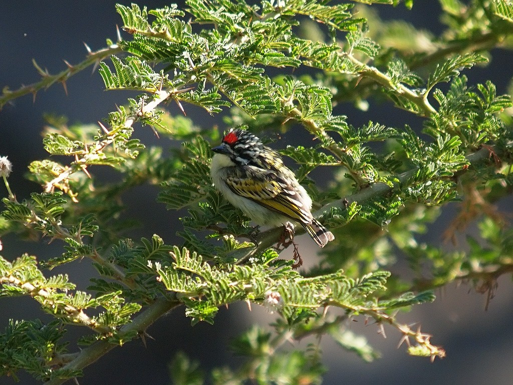 Northern Red-fronted Tinkerbird - ML640236301