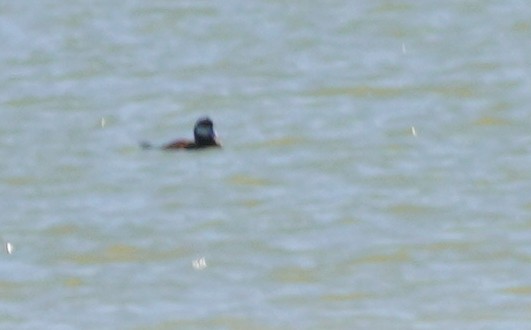 Ruddy Duck - ML640236333