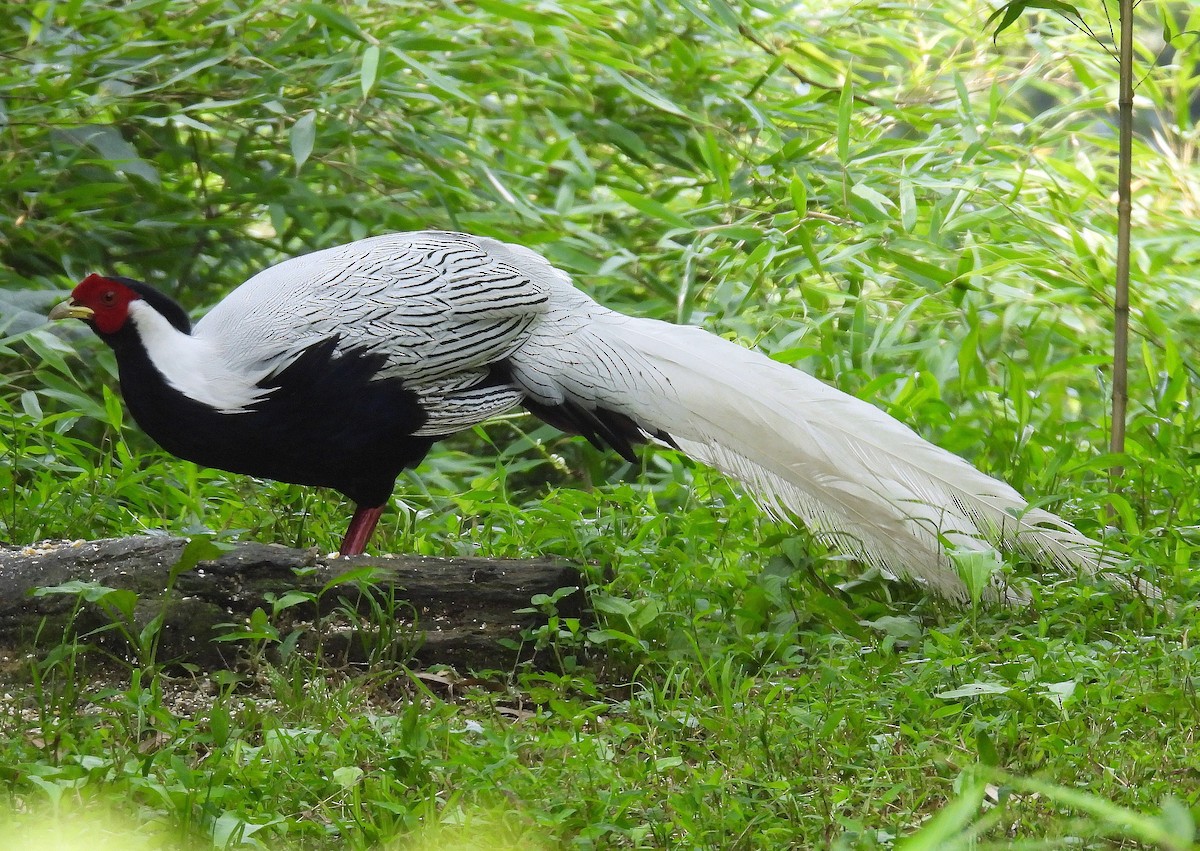 Silver Pheasant - ML640236353