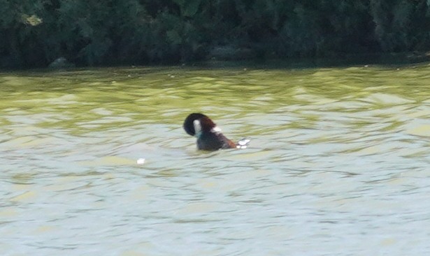Ruddy Duck - ML640236372