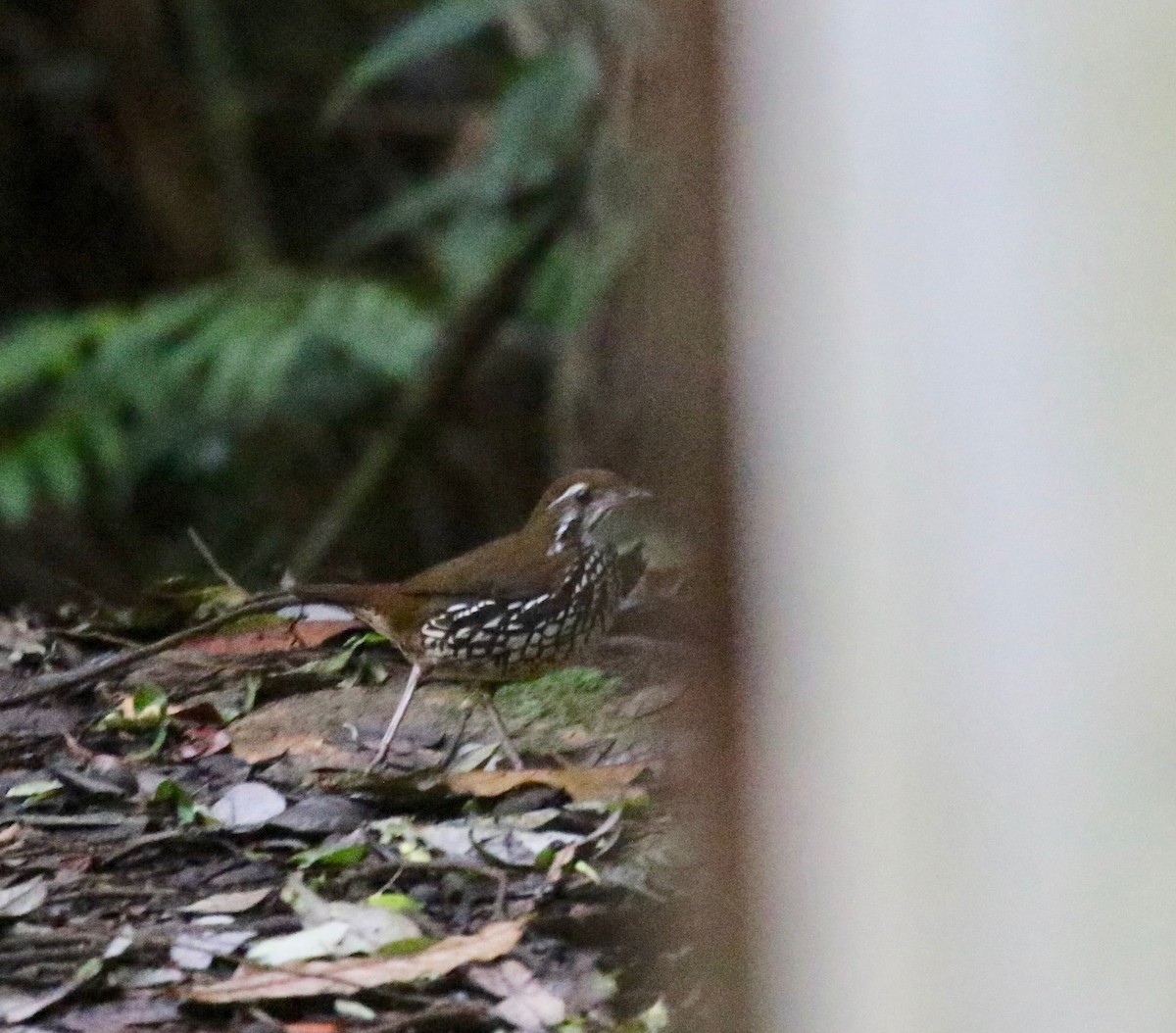 Schwartz's Antthrush - ML640236559
