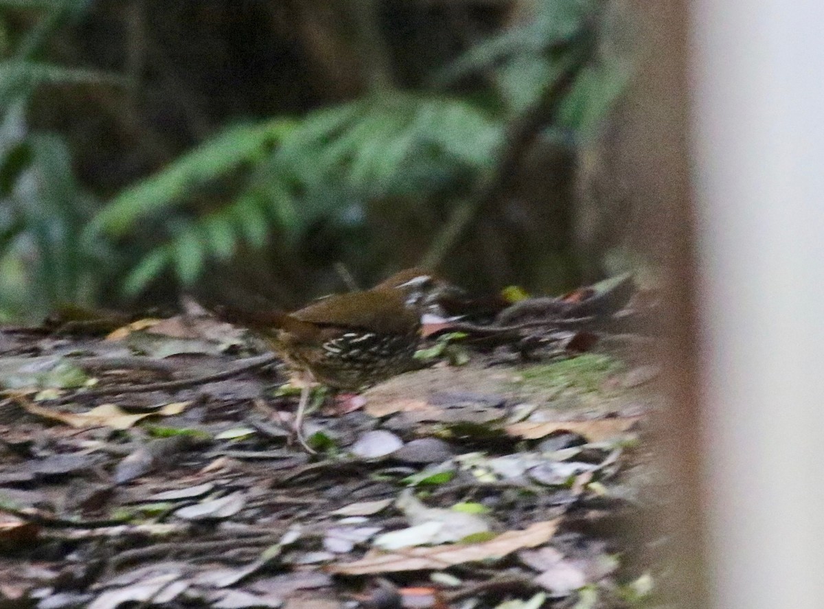 Schwartz's Antthrush - ML640236560