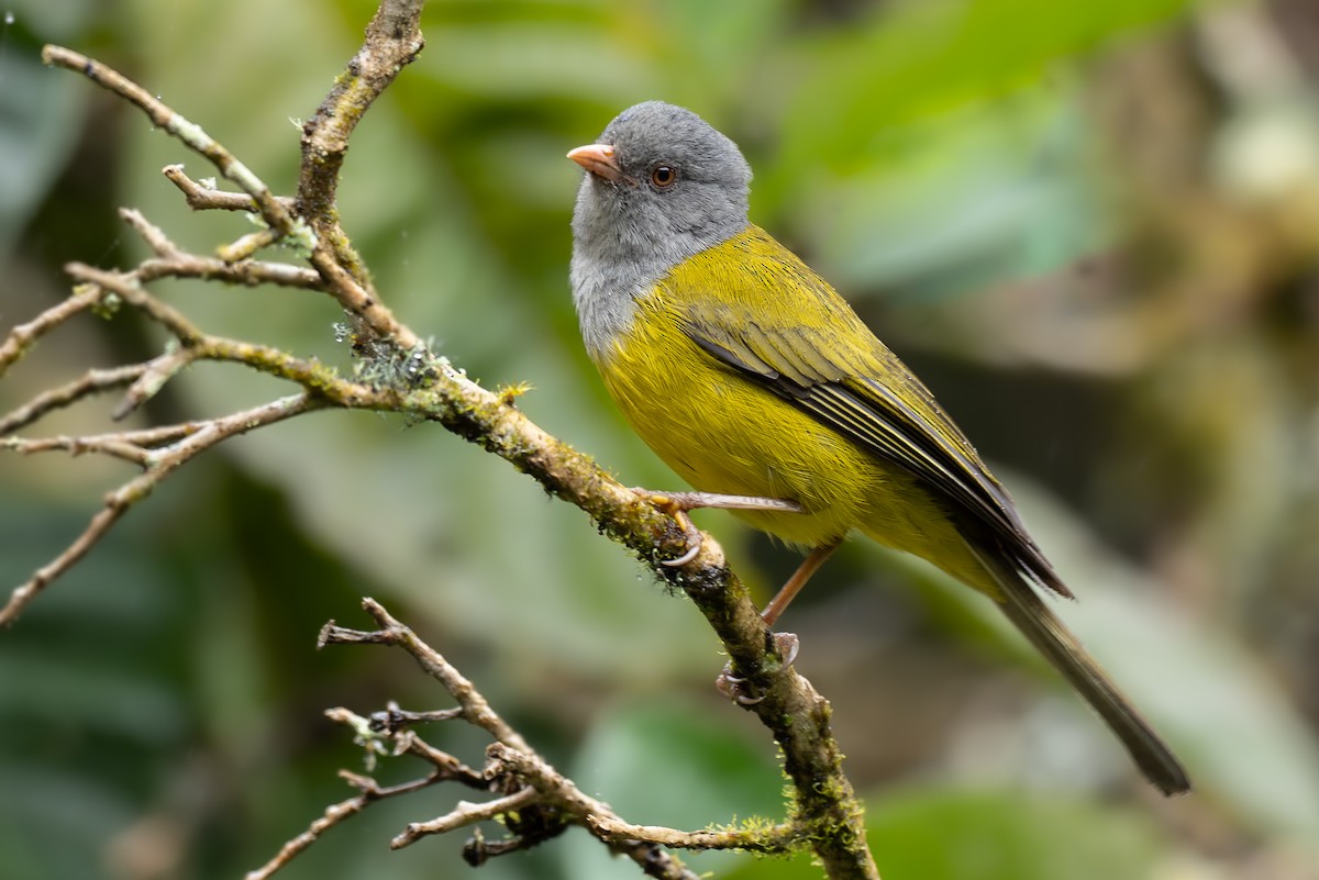 Gray-hooded Bush Tanager - ML640236577