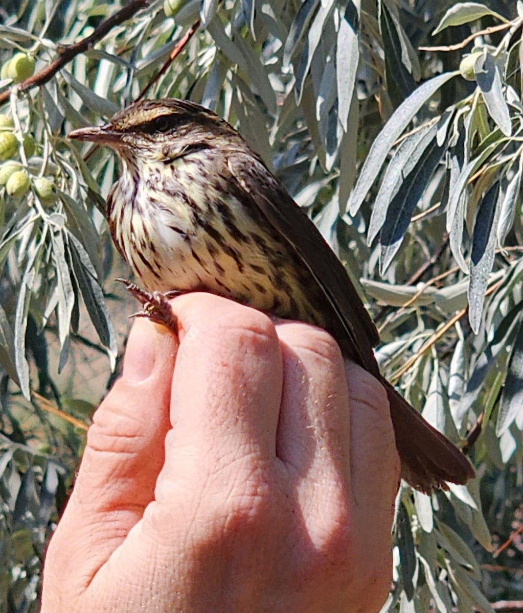 Northern Waterthrush - ML640236600