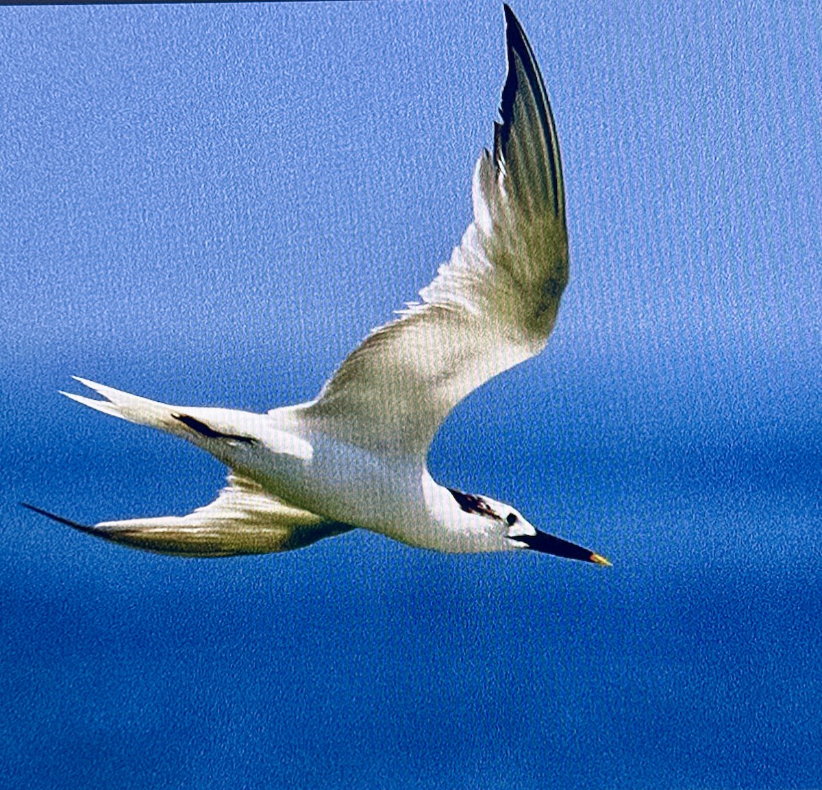Sandwich Tern (Cabot's) - ML640236602