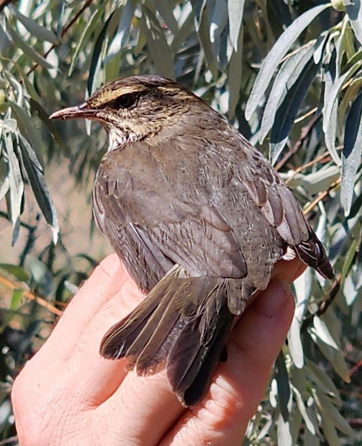 Northern Waterthrush - ML640236773