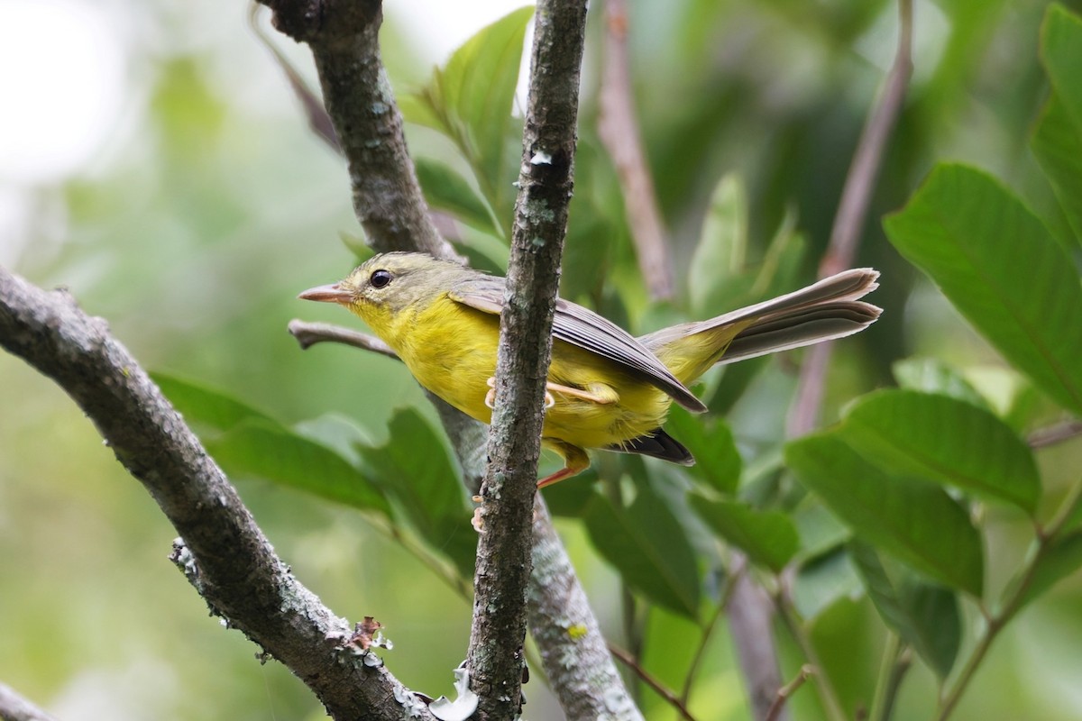 Golden-crowned Warbler - ML640236849