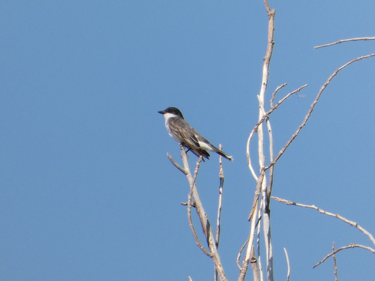 Eastern Kingbird - ML640236936