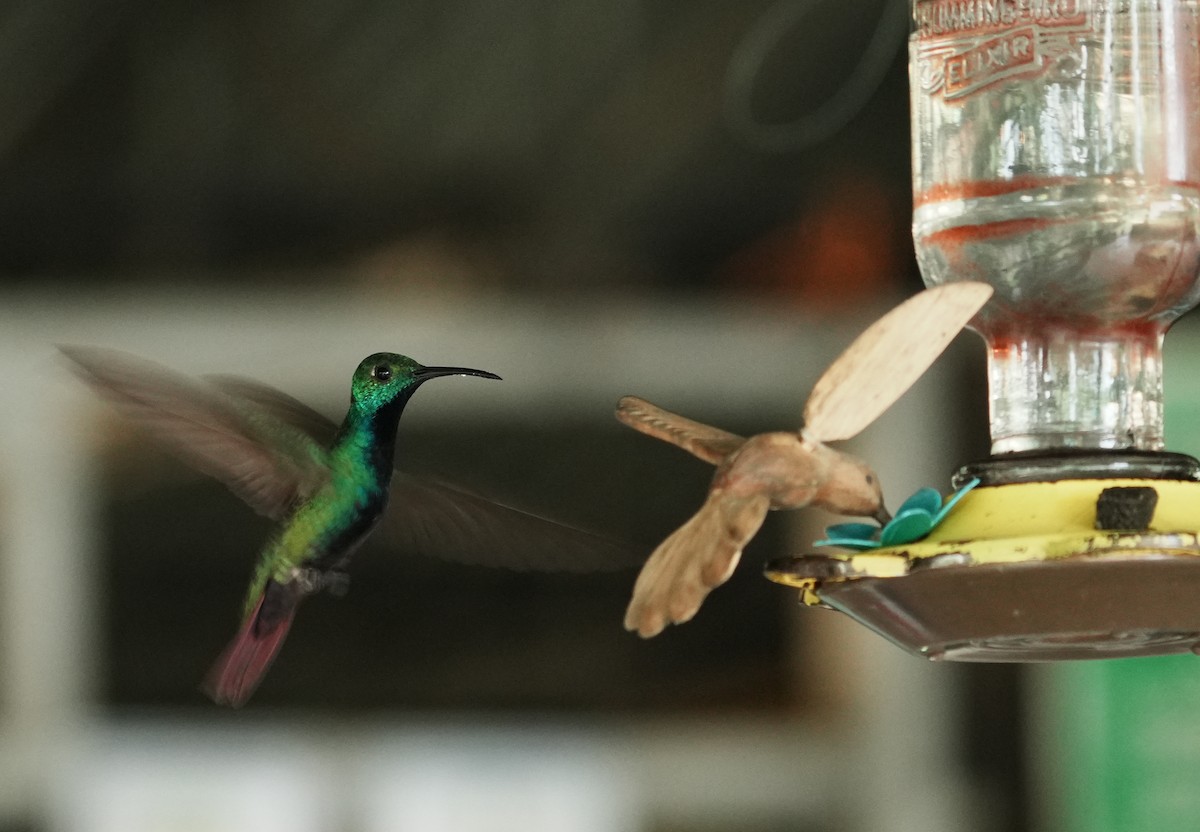 Green-breasted Mango - ML640236955