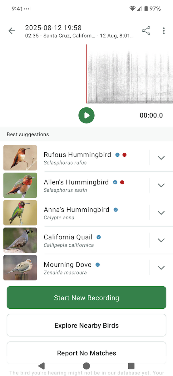 Rufous/Allen's Hummingbird - ML640237002