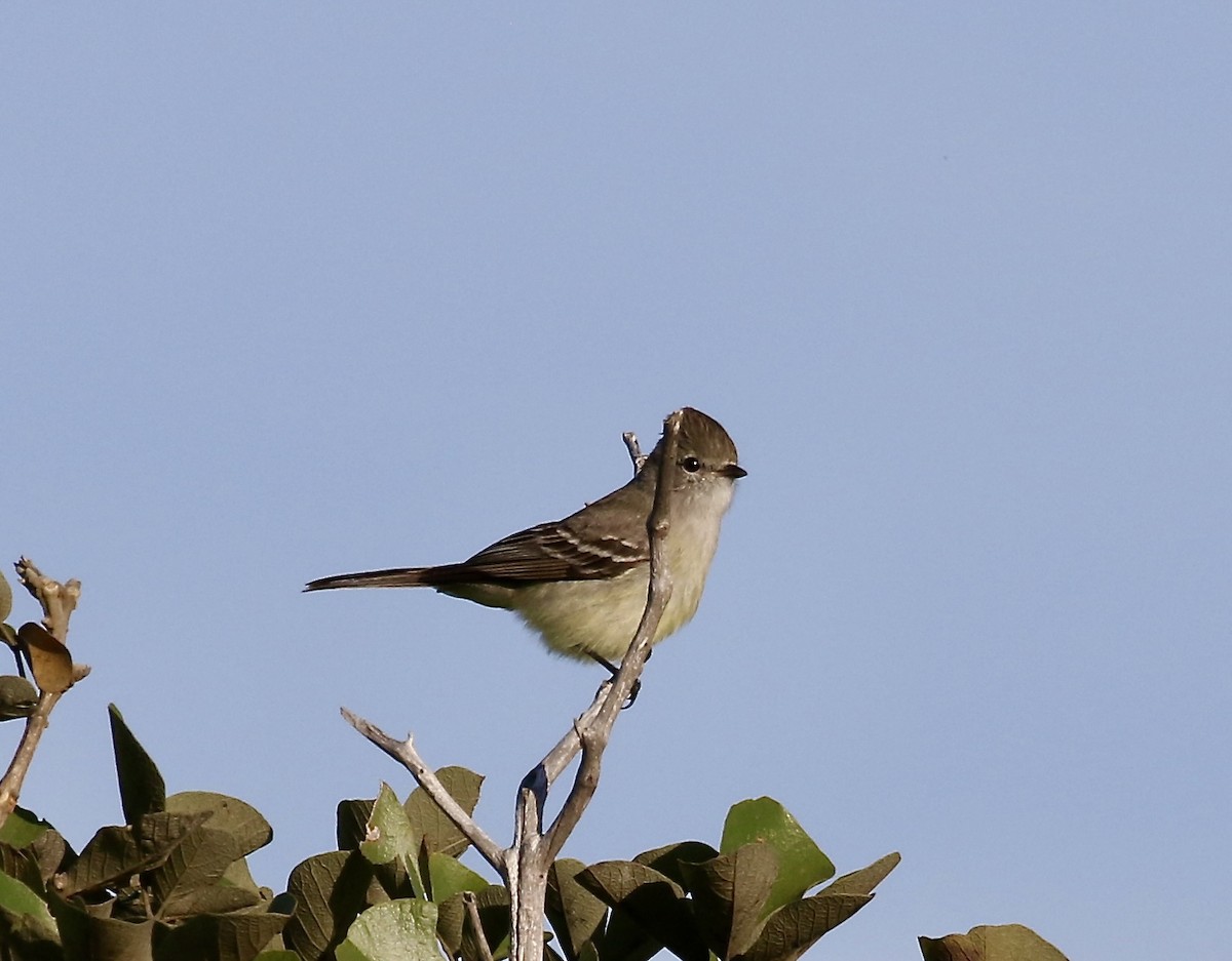 Southern Scrub-Flycatcher - ML640237067