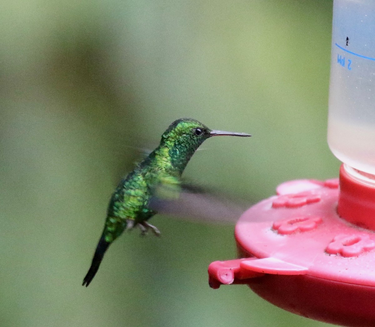 Red-billed Emerald - ML640237167