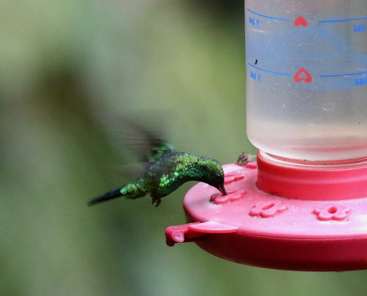 Red-billed Emerald - ML640237169
