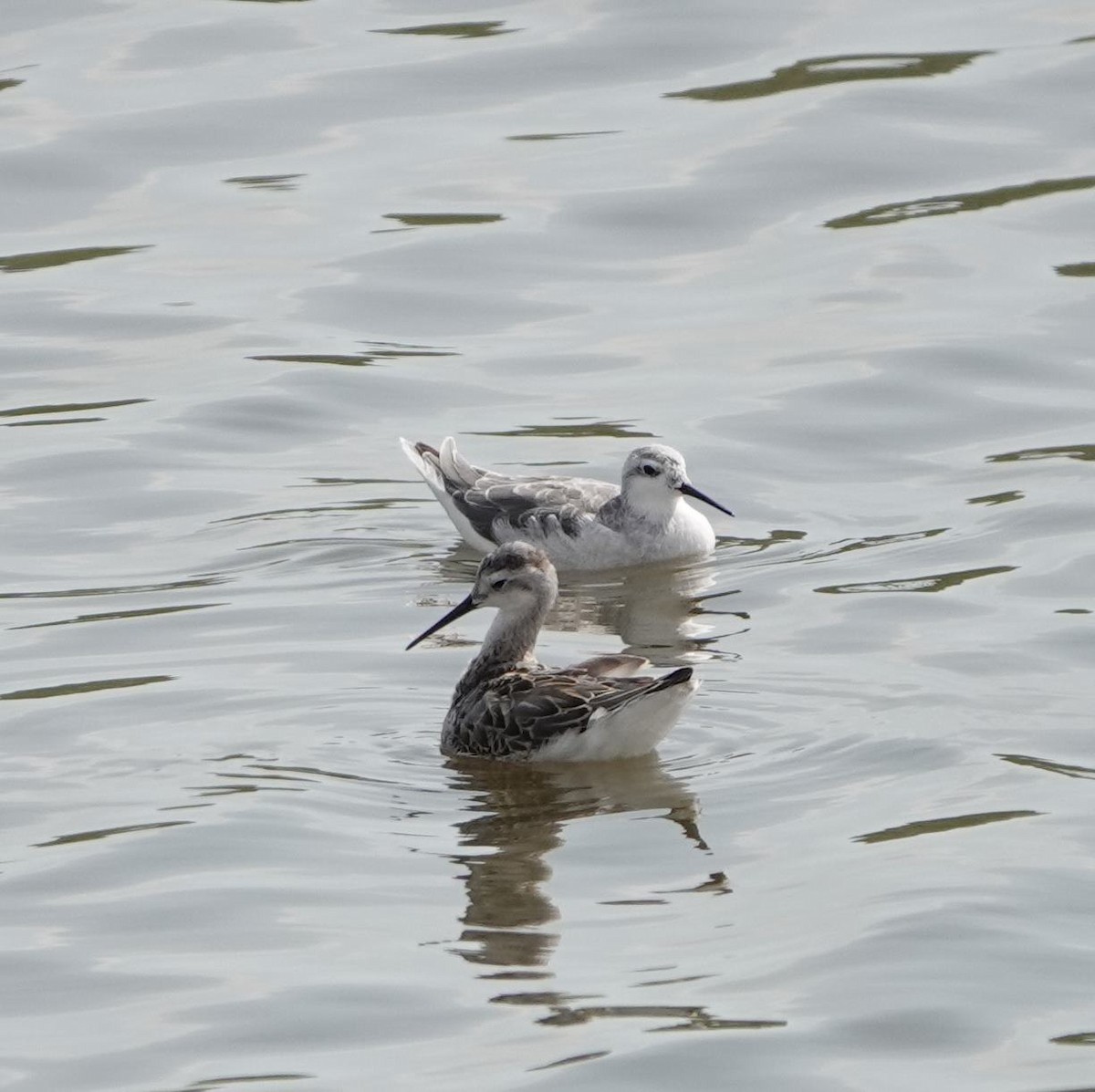 Wilson's Phalarope - ML640237404