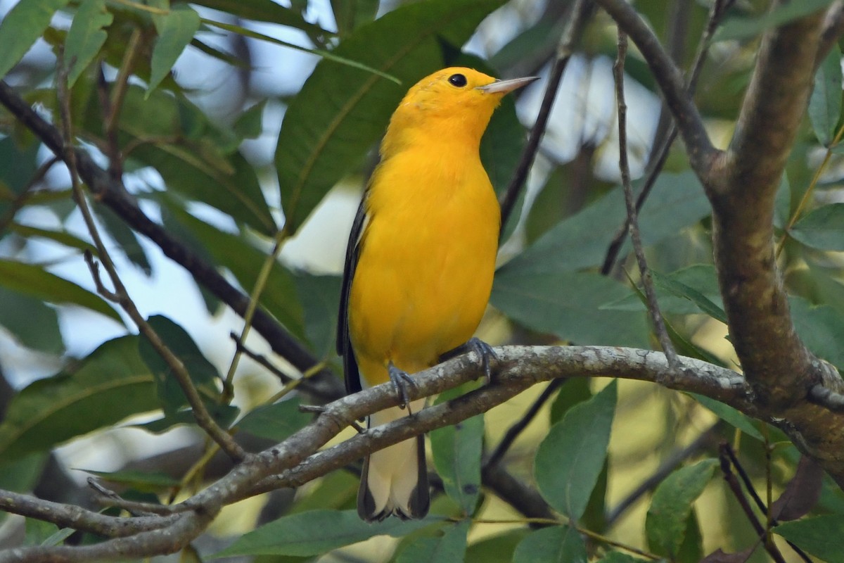 Prothonotary Warbler - ML640237419