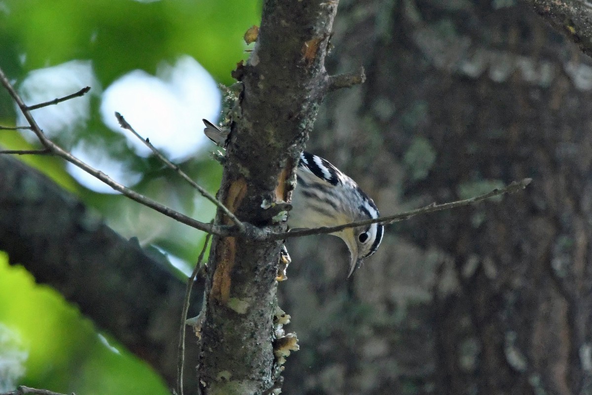 Black-and-white Warbler - ML640237444