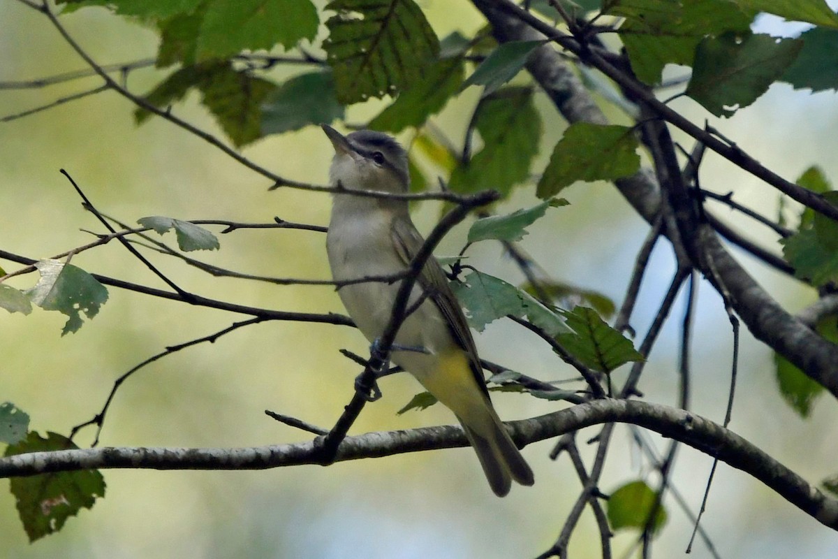 Red-eyed Vireo - ML640237453