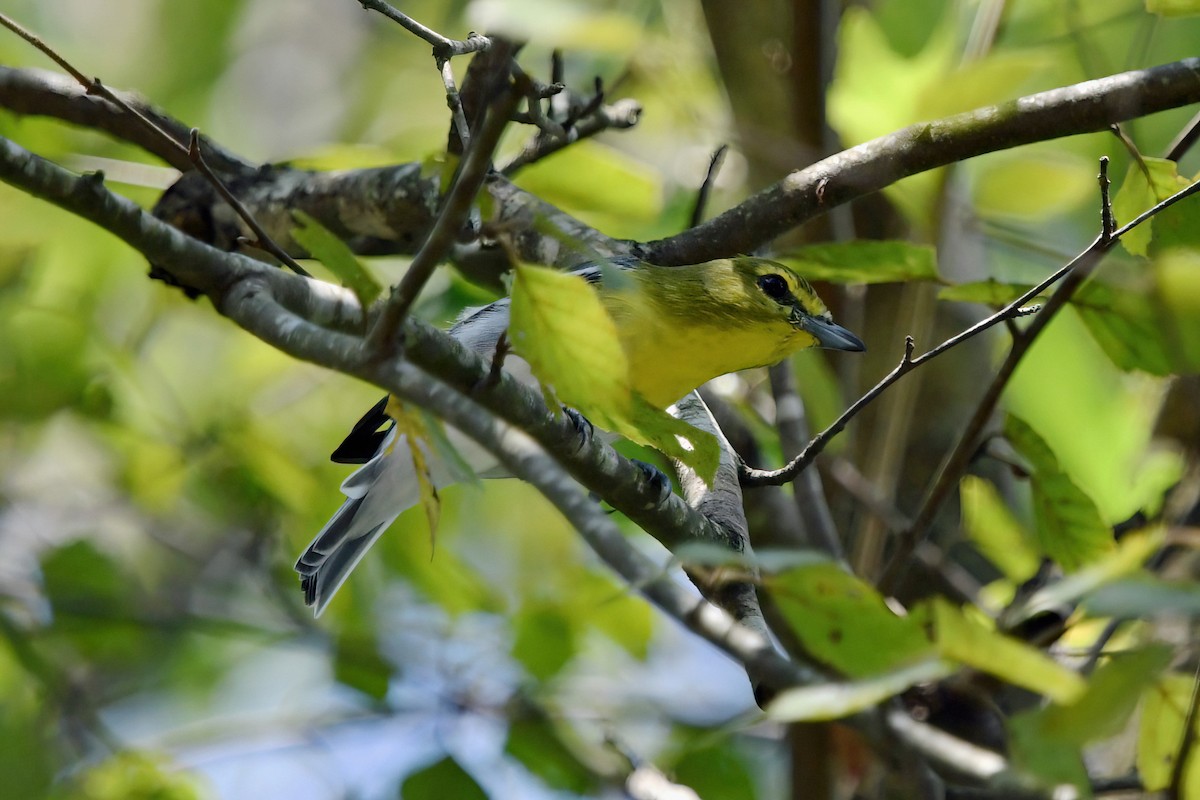 Yellow-throated Vireo - ML640237462
