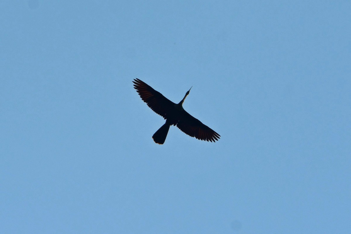 Anhinga - ML640237473