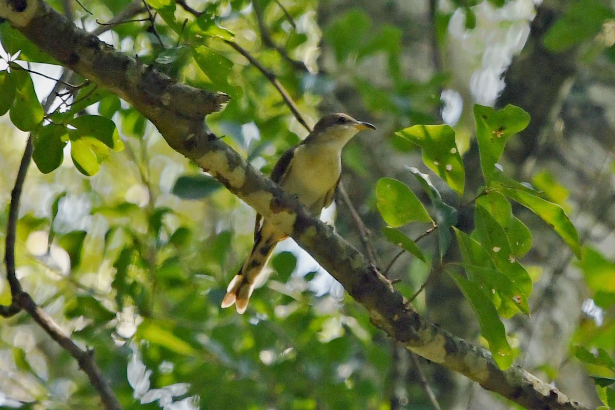 Yellow-billed Cuckoo - ML640237491
