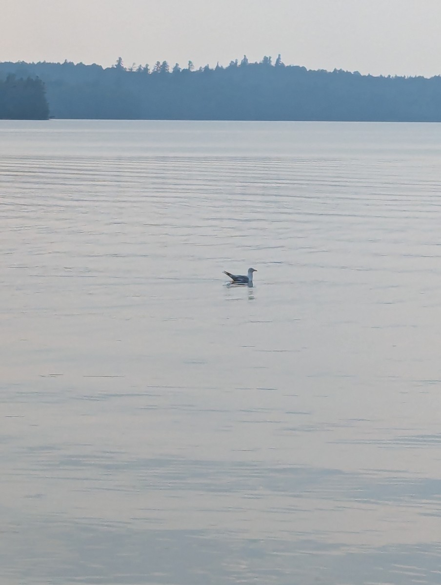 Ring-billed Gull - ML640237498