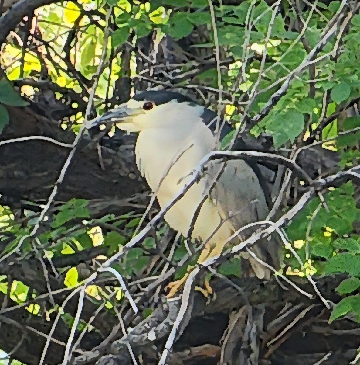 Black-crowned Night Heron - ML640237502