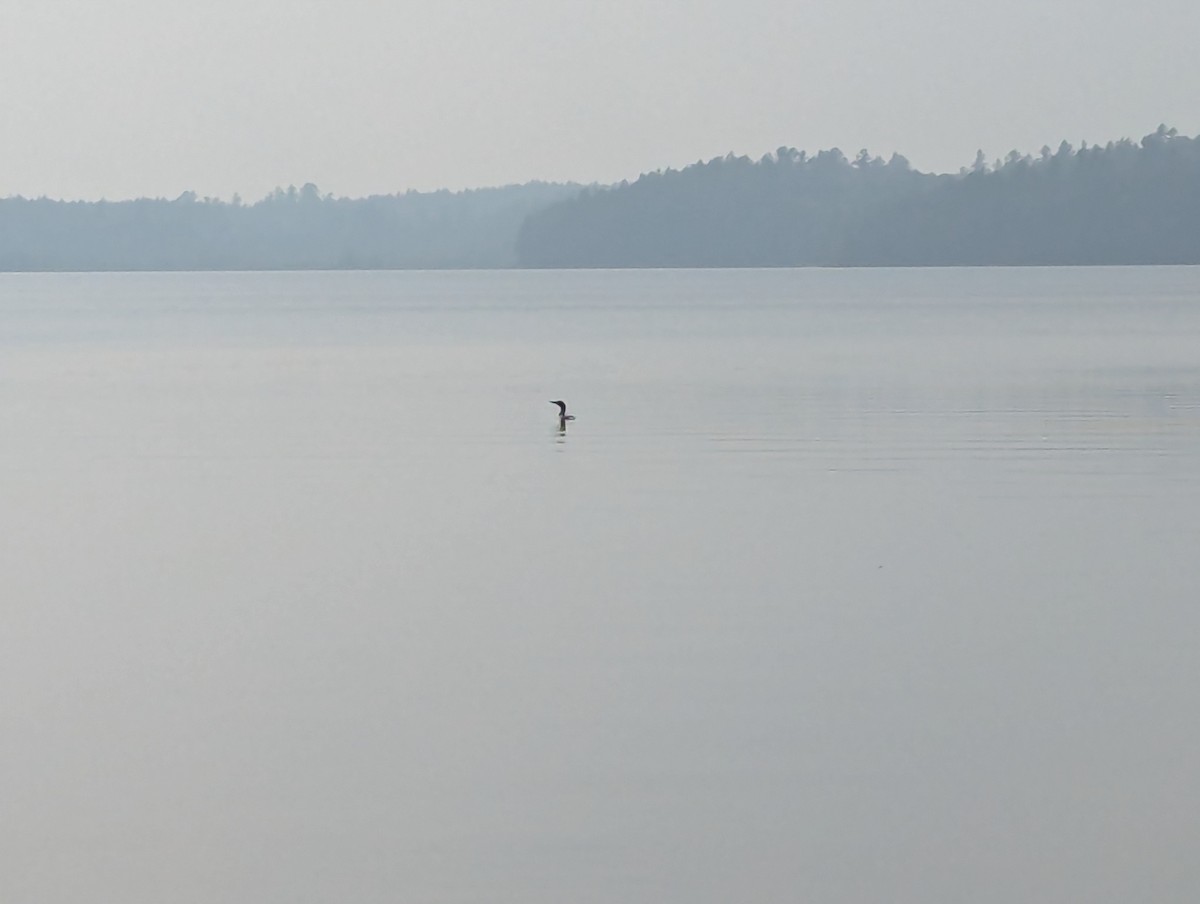 Common Loon - ML640237524