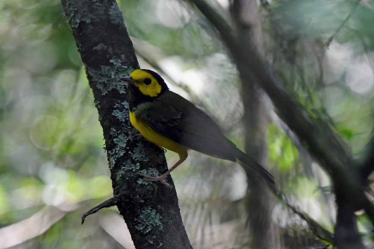 Hooded Warbler - ML640237525