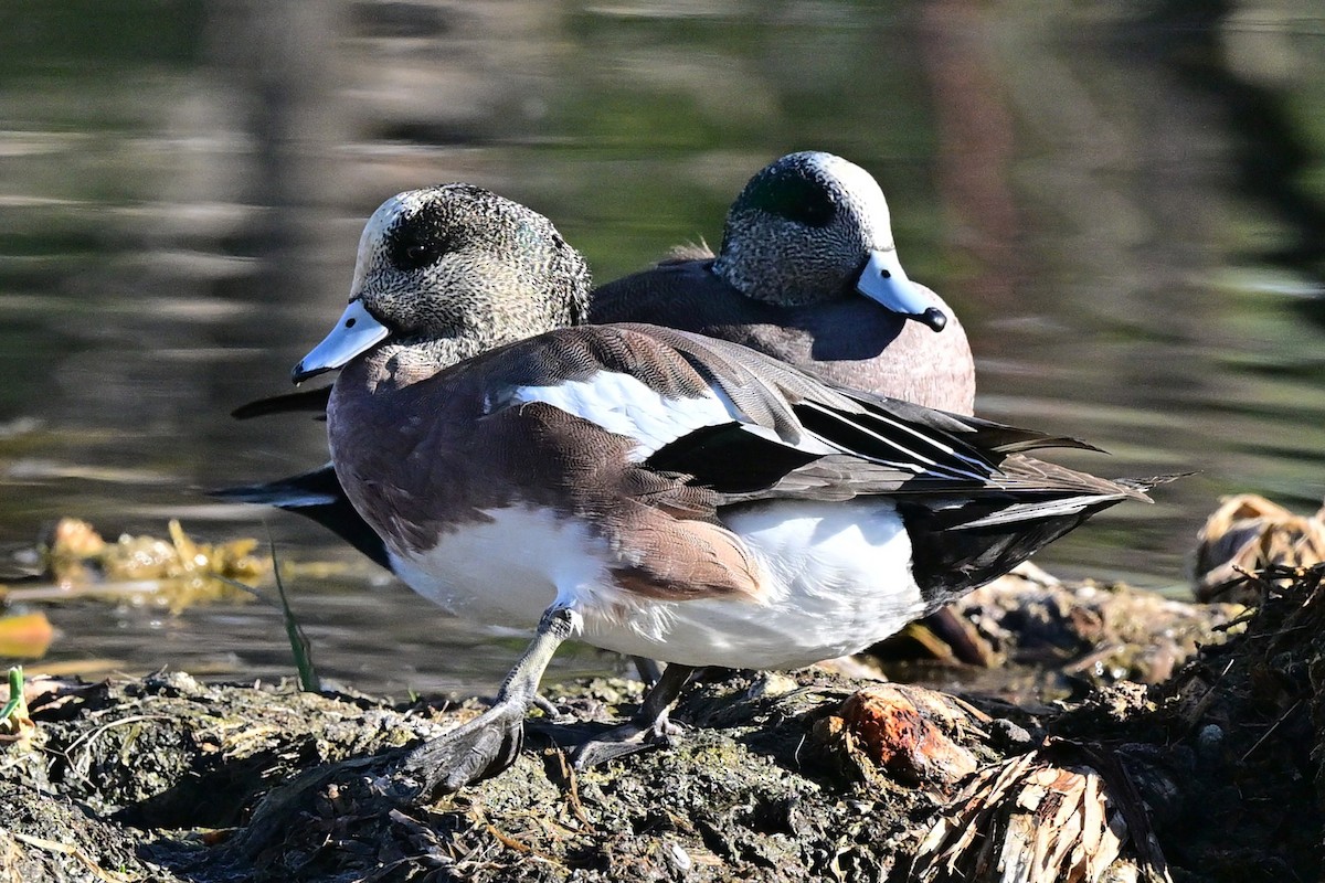 American Wigeon - ML640237617