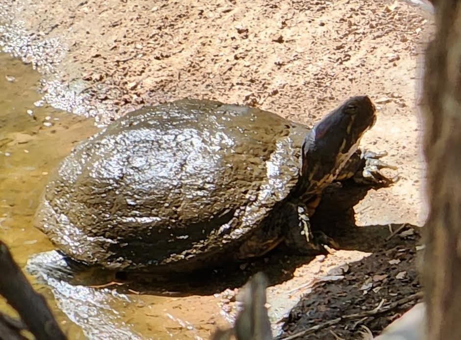 Pond Slider - ML640237650