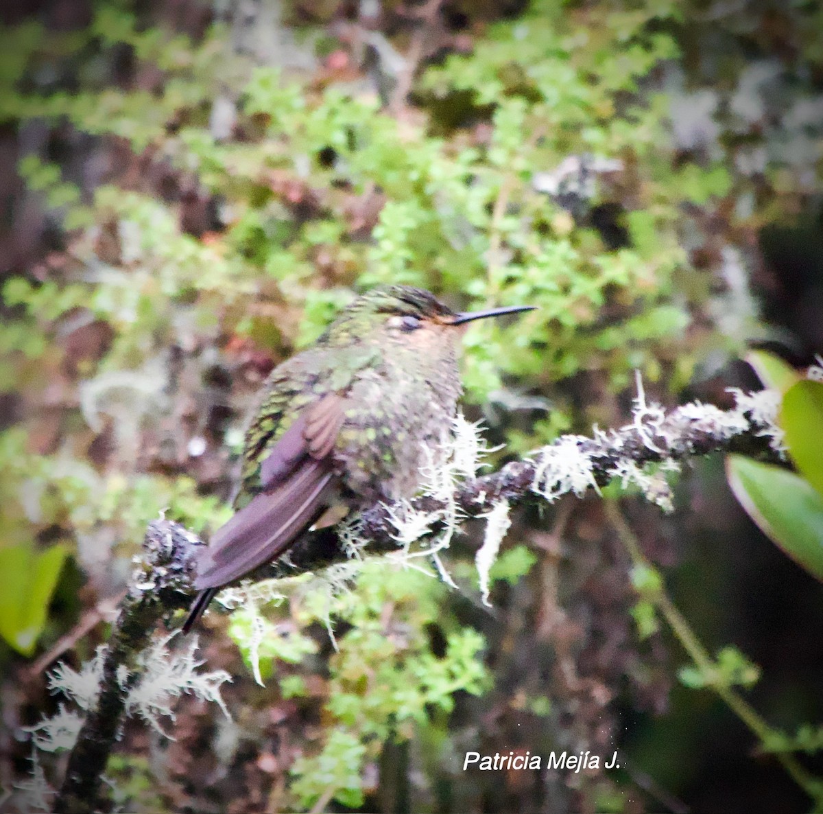 Viridian Metaltail - ML640237735