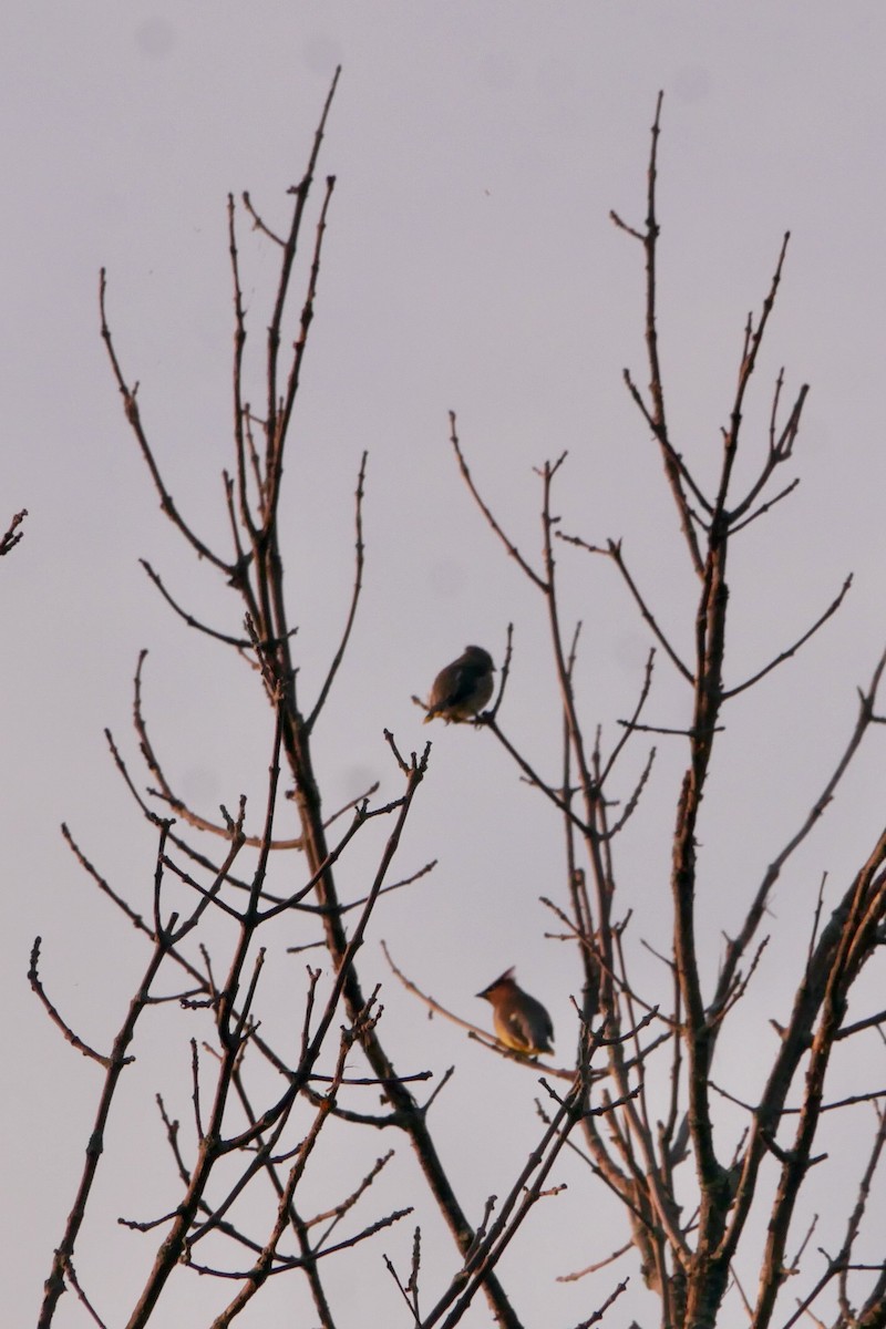 Cedar Waxwing - ML640237763