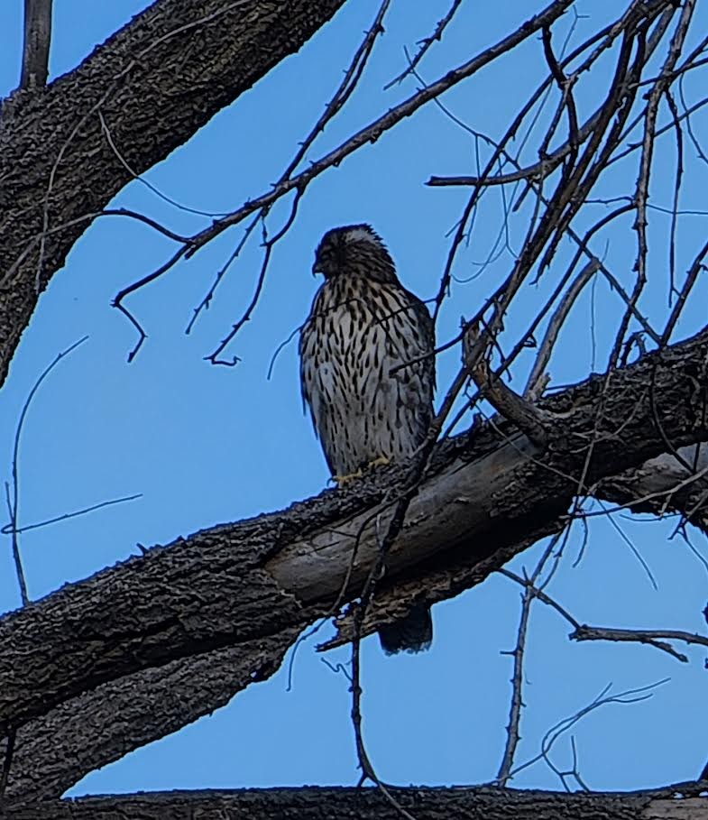 Cooper's Hawk - ML640237779