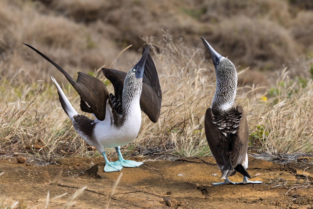 Blue-footed Booby - ML640237783