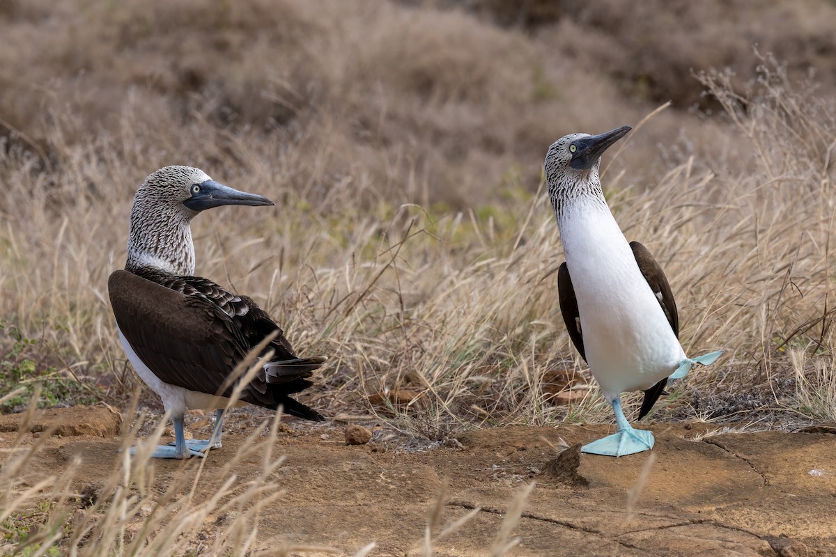 Blue-footed Booby - ML640237784
