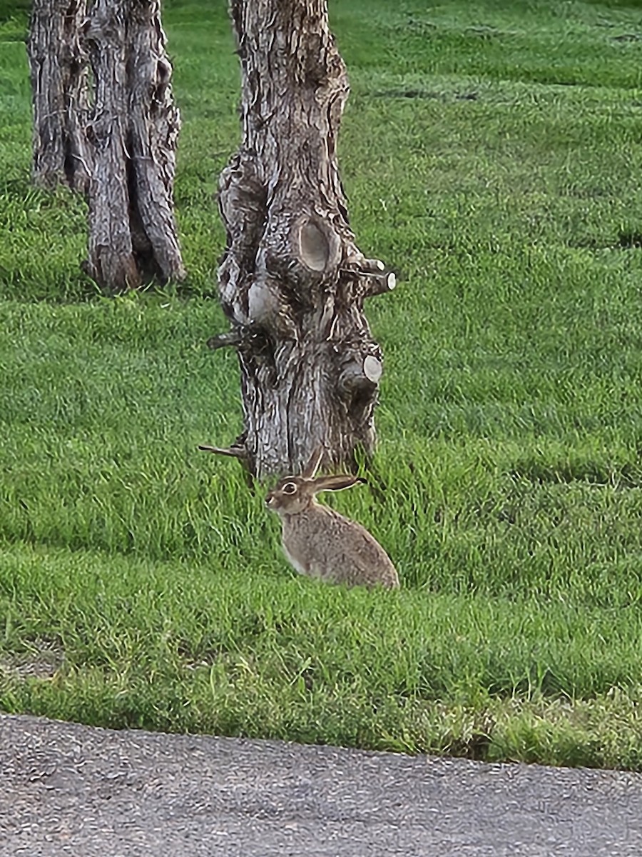 Animali - ML640237786