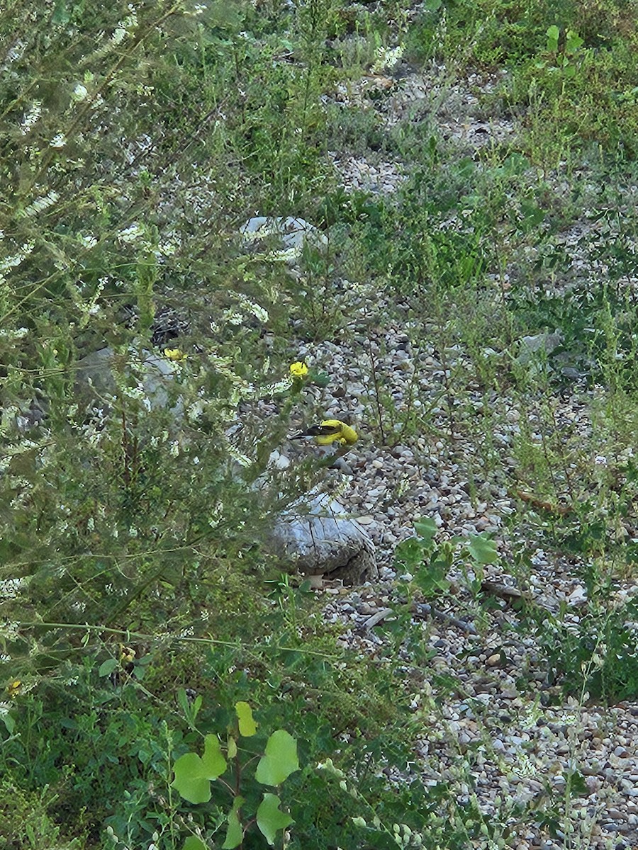 American Goldfinch - ML640237801