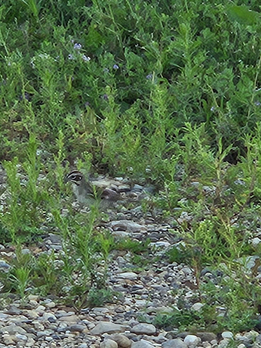 Chipping Sparrow - ML640237820
